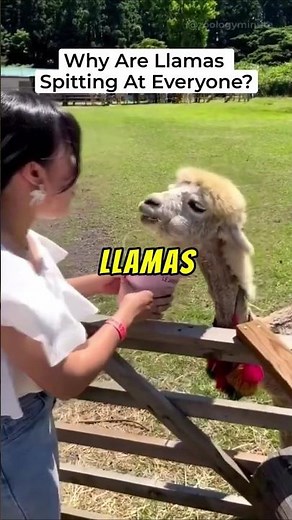 Why Do Llamas Spit? Llama Spitting EXPLAINED!