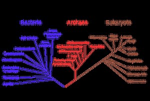 Wie man einen phylogenetischen Baum liest - Nachrichten 2026