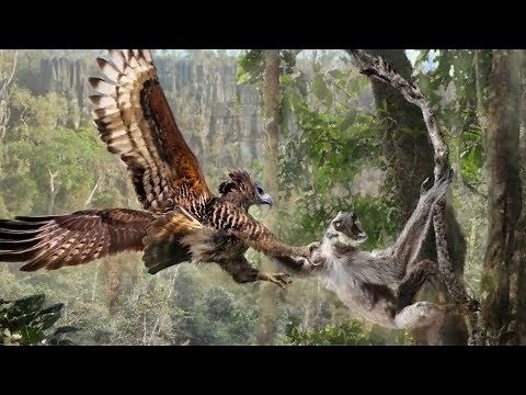 Why are Lemurs Terrified of Predators that don't Exist?