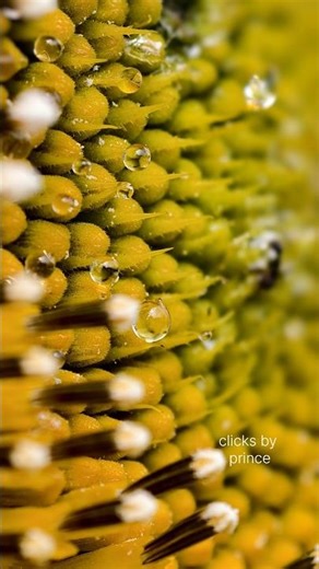 How to take macro photo using smartphones?