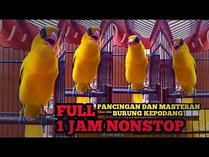 FULL 1 JAM NONSTOP Kicauan Burung Kepodang Emas Gacor Cocok Buat Pancingan & Masteran Burung Podang
