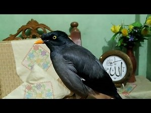Myna bird sound / myna bird song / mynah bird singing / javan myna / javan myna sound