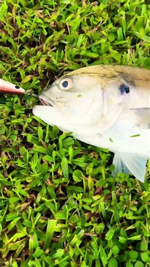 Sunday Catch fought like 20 pounder #fishing #fisherman #catchoftheday #catchingfish