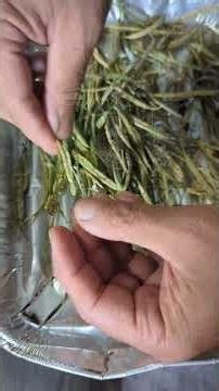 Preparing Our Bok Choy Seeds While Watching the UFC