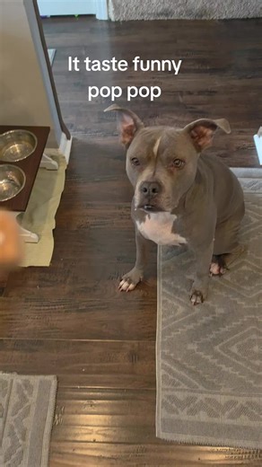 Taste Test of Healthy Dog Treats