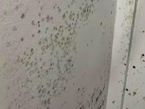 Students report coughing, sore throats from mold in Duke dorms