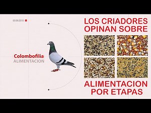 COMO ALIMENTAR BIEN A NUESTRAS PALOMAS