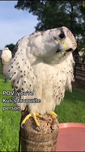 Meet Kuli: The Fascinating Gyr Saker Hybrid Falcon