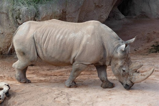 Milwaukee Zoo Opens $22.6M Rhino Care Center