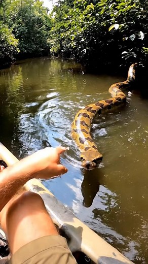2.9K views · 14 reactions | Meeting a Reticulated Python #worldcup #HolidaySeason #Christmas #AmaZing #instafamous #reelvideo #reelsvideo #newreel #reelsinsta #videooftheday #JungleRiver #CloseEncounter #PythonPower #WildlifeExperience #SnakeStory #NatureEncounter #RiverAdventure #WildAndFearless #JungleLife #SerpentEncounter | Benjamin Wilson | Facebook