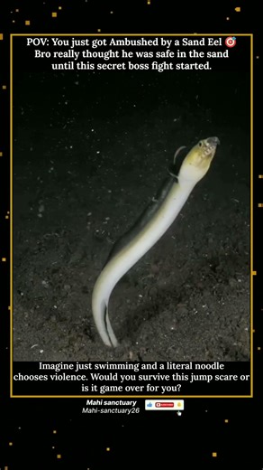 POV: You just got Ambushed by a Sand Eel 🎯 #scary #ocean