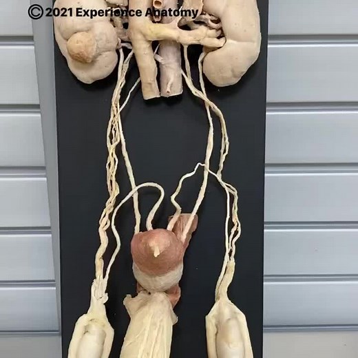 Exploring Human Anatomy Through Dissection and Plastination