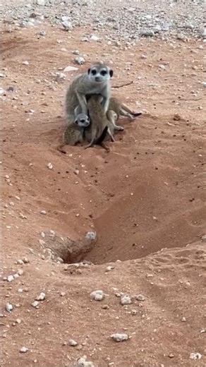 “Why Do Meerkats Stand Like Bodyguards? 🤯 | Nature’s Tiny Sentinel ! Desert’s Watchman!”
