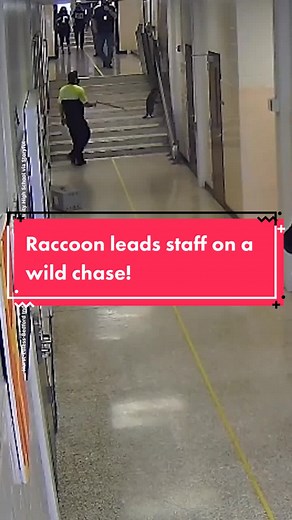 Raccoon Leads Staff on Wild Chase in Euless, Texas