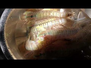 Yummy Mantis Shrimp Cooking Garlic