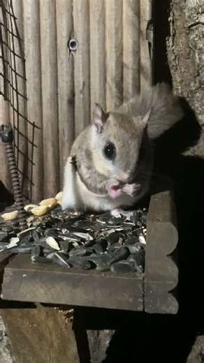 Flying Squirrel Eating Sunflower Seeds at the Squirrel Feeder