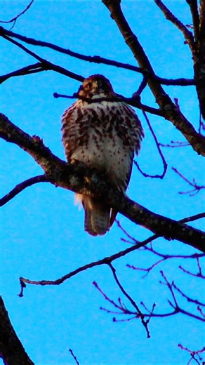 Call of Red Shouldered Hawk #birdsofprey #hawk #redshoulderedhawk #birdcall