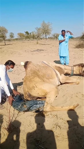 لقطة إنسانية جميلة في الصحراء