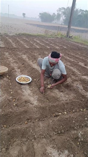 How To Grow Potatoes Easily