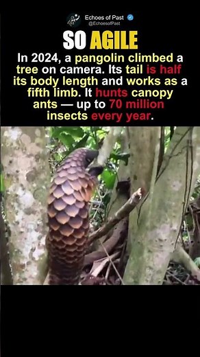The Pangolin That Does More Than Just Roll Into A Ball