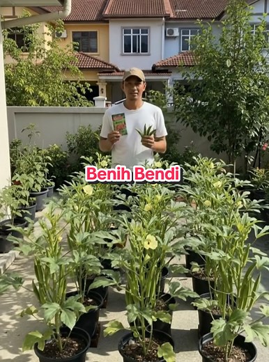 Exploring the Benefits of Bendi Seeds in Local Agriculture