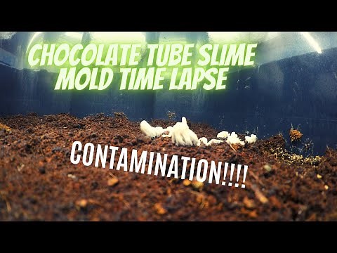Chocolate Tube Slime Mold Time Lapse