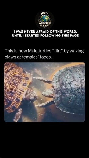 WildSide.Planet on Instagram: "Follow @wildside_planet for the best nature, animal, planet, and geography content This is how male turtles “flirt” by waving claws at females’ faces, a behavior formally known as titillation. While it might look like a frantic dance, it is a highly calculated ritual common in many pond turtle species, such as the Red-eared Slider. The male uses his long, specialized front claws to gently stroke or vibrate against the female’s face and neck while swimming backward 