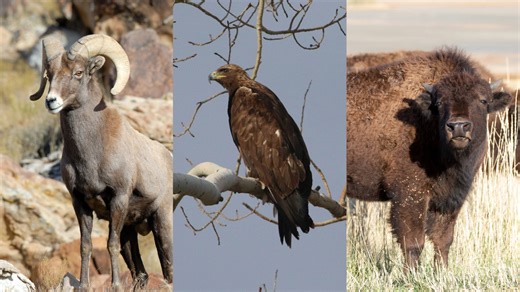 Utah's wild wonders: A guide to spotting iconic wildlife in the Beehive State