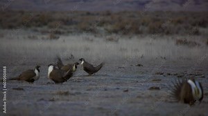 Two male sage grouse fight with wings on dawn breeding lek in Montana