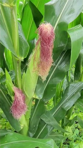 Daily Kitchen Routine 🍅 Vegetable Prep & Cooking