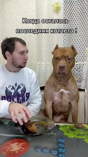 Large Brown Dog Observing Dinner at the Dining Table