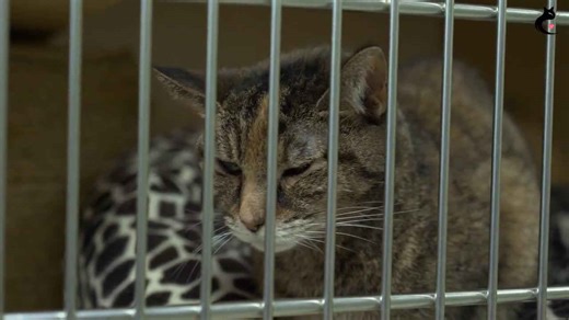 Ligers and Tigons: Should these Hybrid Big Cats be Bred?