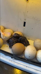First Egg hatched in Mini Homamde egg incubator.