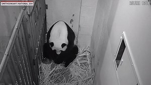 "See and listen to the joyous moment when our giant panda cub was born at 6:35 p.m.! The animal care team reports mom Mei Xiang and cub appear to be doing well." - Smithsonian's National Zoo & Conservation Biology Institute https://bit.ly/3gj5zoy | The National Desk - TND