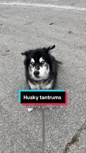 Understanding Husky Tantrums: What You Need to Know