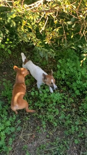 #amazing #animals #dogs #shorts #viralvideo #puppy #cute #nature #labrador