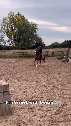 23K views · 2.4K reactions | Time to introduce our young 12.2hh mare...