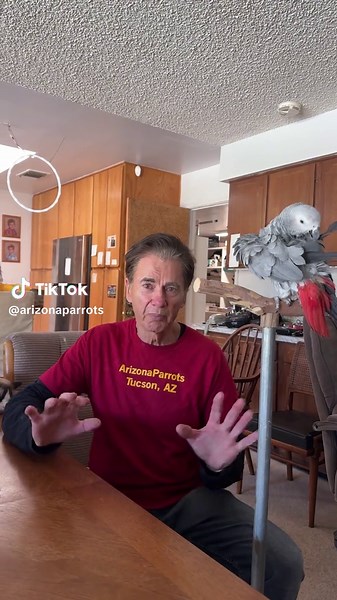 arizonaparrots on TikTok