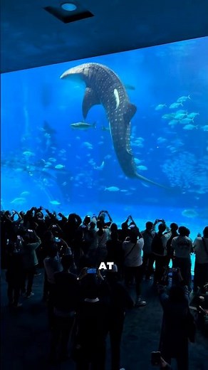 Inside Japan’s Craziest Aquarium #JapanTravel #Okinawa #traveltips