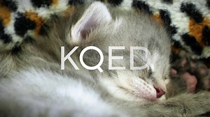 314K views · 1.2K reactions | Fluffy kittens chasing a ball are beyond adorable — but they sure aren't born that way. Practically deaf and blind, in their first few weeks they need constant warmth and milk to survive. This is a huge challenge for animal shelters, so they're working with researchers on ways to help motherless kittens flourish. The story from KQED Science and PBS Digital Studios: https://n.pr/2MvwHS4 | NPR | Facebook