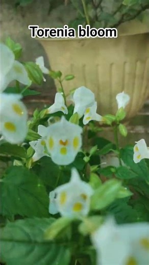 Amazing beauty of flowers bloom 🤩#torenia # nature #natureofhome