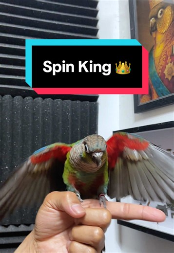 Crimson-Bellied Conure Shows Off Spin Trick