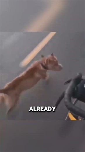 Two Fierce Pitbulls Chase Cyclist at Full Speed – What Happened Next Will Surprise You