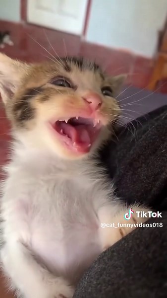 Hilarious Cat Moments That Will Make You Laugh