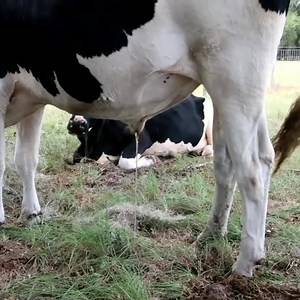 Natural Medicine It has actually been proven that cow urine has medicinal qualities. Click your sound on and hear 10-year-old Balaji praise the natural medicinal qualities of Radhika's cow urine. Balaji, an ISCOWP staff member, also took the video. #cow, #cows, #cowprotection, #happycows, #cowlove, #lovecows, #cowseva #iscowp, #cowsrunning, #vegan, #vegetarian, #Krishna, #goseva, #goshala, #animalprotection, #animalrescue, #cowrescue, #holycow, #animalrights, #happycow, #oxen, #ox, #oxpower, #ho
