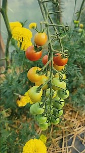 Flower farming can be so simple and peaceful once you've got the basics figured out! 🌸