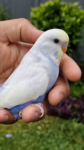 9.4K views · 4.4K reactions | Dfgf violet clearwing baby.... #budgie #budgielife #budgiereels #budgiecolours #budgiecolours #budgiesofinstagram | Jilanibirds | Facebook