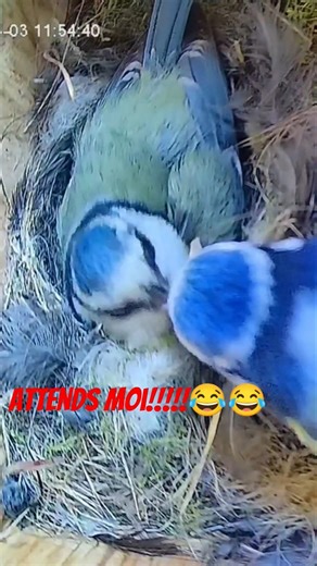 Nourrissage de la mésange bleue #nichoir #birds #nest #nature #art #humour