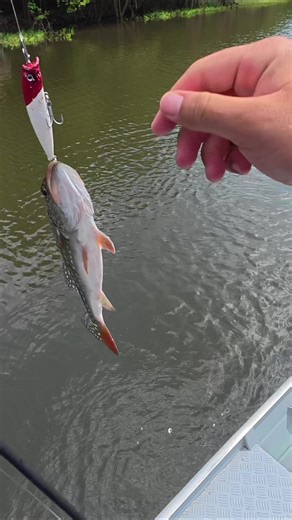 Pesca de Raya en el Amazonas Argentino