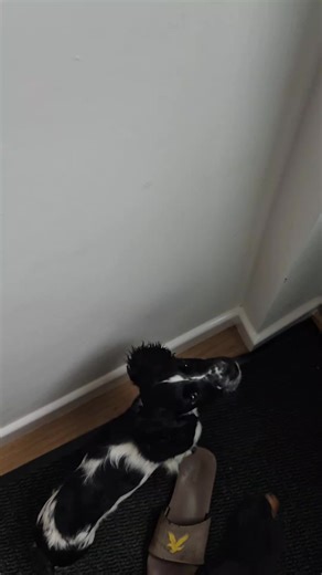 Baxter's first time seeing snow #dogloversoftiktok #puppy #cockerspaniel #farmdogslife #snow